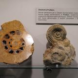 Bild: Fossilien aus dem Krakau-Tschenstochauer Jura