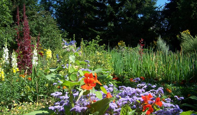 Ogród z kolorowymi kwiatami i ziołami.