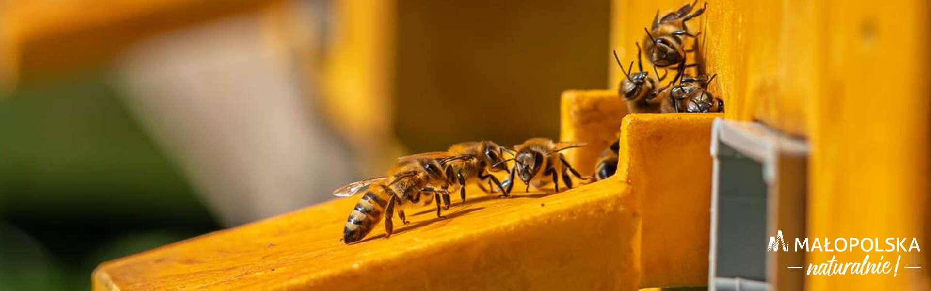 Pszczoły wchodzące do ula, na zdjęciu logo - napis Małopolska naturalnie