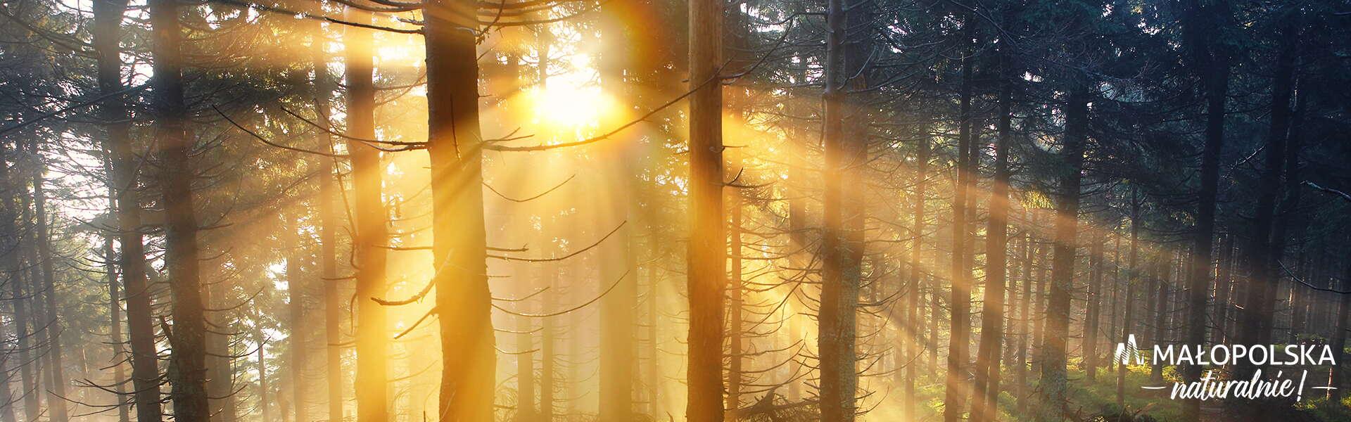 Promienie słoneczne przeświecające przez drzewa w lesie, w prawym dolnym rogu log - napis Małopolska naturalnie