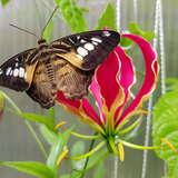 Motyl siedzący na czerwonym kwiatku.