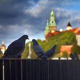 Obrazek: Podchody, zagadki i rozszerzona rzeczywistość – gra miejska Legendy Krakowskie