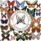 Logo Muzeum Motyli Arthropoda