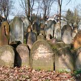 Kilkadziesiąt stojących kamiennych macew (nagrobków) na cmentarzu.