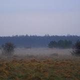 Puszcza Dulowska skąpana w porannej mgle. Widok od strony Bolęcina.