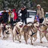 Bild: Śnieżne psy - psie zaprzęgi. Rabka-Zdrój