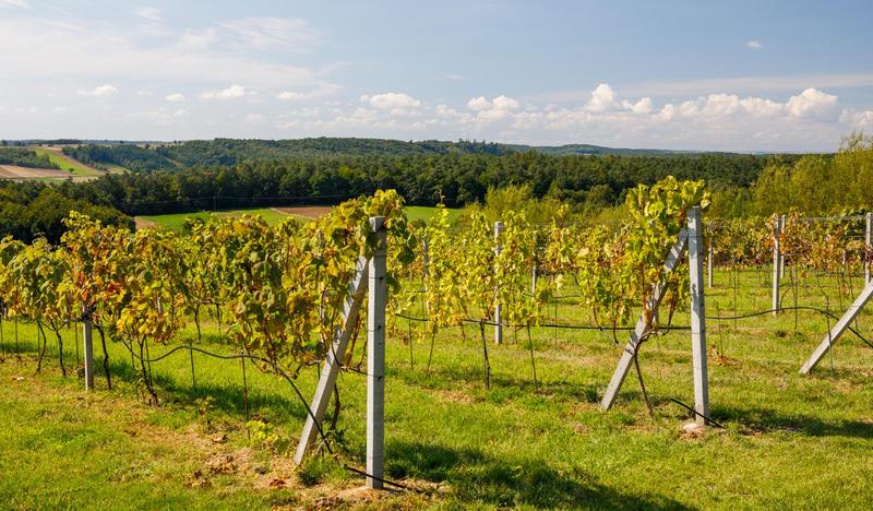 Zdjęcie przedstawia krzewy winorośli w winnicy dosłońce rosnące w rzędach. Każdy z rzędów to dojrzewające w słońcu winogrona. W tle widoczne charakterystyczne widoki dla polskiej wsi, lasy oraz pola uprawne.