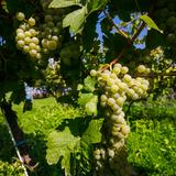 Zdjęcie ukazujące kiść winogron rosnącą na krzewie winorośli w winnicy Demeter. Winogrona dojrzewają w słońcu, a dominantem w tej kompozycji jest kolor zielony oraz jego odcienie.