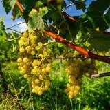 Fotografia przedstawia białe winogrona dojrzewające w słońcu w Winnicy Steców. Krzewy tej winorośli znajdują się w winnicy rodziny steców.