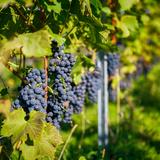 Zdjęcie ukazuje kiść czerwonych winogron rosnącą na krzewie winorośli w winnicy Amonit. Owoce skąpane są w świetle słonecznym uwidaczniając swoje walory.