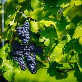 Fotografia przedstawia czerwone winogrona dojrzewające w słońcu. Krzewy tej winorośli znajdują się w winnicy rodziny steców.