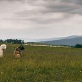zdjęcie przedstawia siedzące psy na trawie pilnujące owiec