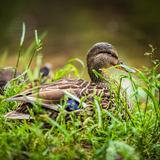 Brązowa kaczka krzyżówka z niebieskim lusterkiem na skrzydle siedząca w trawie nad stawem.