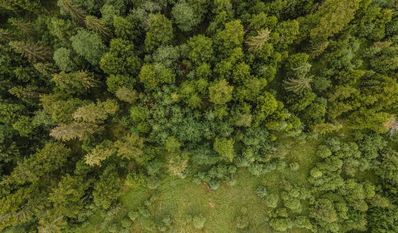 Widziane z góry zielone tereny Orawy porośnięte lasem