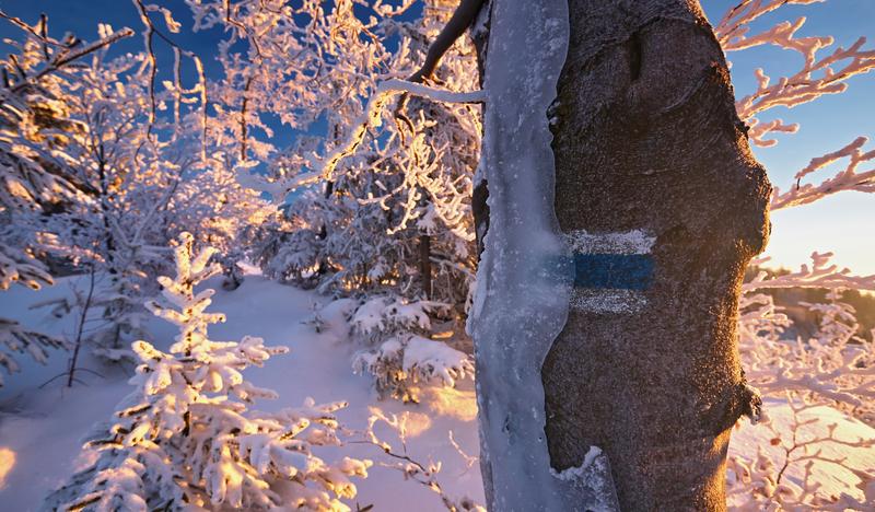 Oznaczenie szlaku koloru niebieskiego na drzewie, częściowo pokrytym lodem. Za nim drzewa i krzewy pokryte śniegiem.