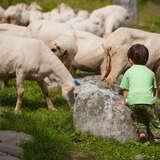 dziecko patrzące na pasące się owce
