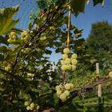 białe winogrona zwisające z krzewów