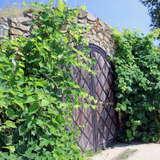 drewniane drzwi w kamiennej bramie otoczone zieloną winoroślą