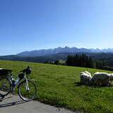 Widok na pasące się owce. W tle góry. Po lewej stoi rower na asfaltowej ścieżce.