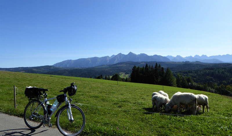 Widok na pasące się owce. W tle góry. Po lewej stoi rower na asfaltowej ścieżce.