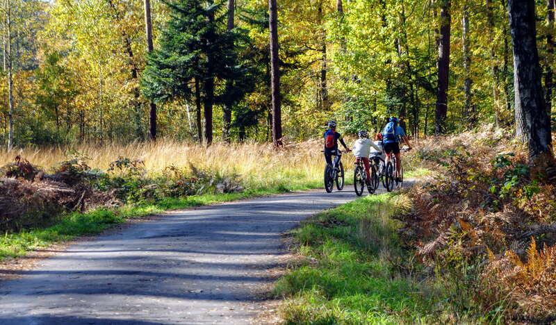 Widok na grupę osób jadących na rowerze po asfaltowej drodze. Wokół las.