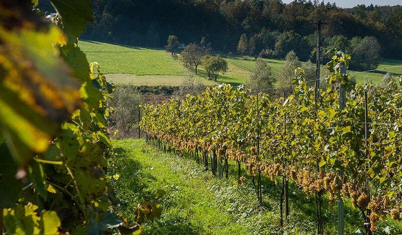 Trawiasta ścieżka pomiędzy rzędami winorośli znajdujących się na Małopolskim Szlaku Winnym. W oddali widać pole uprawne.