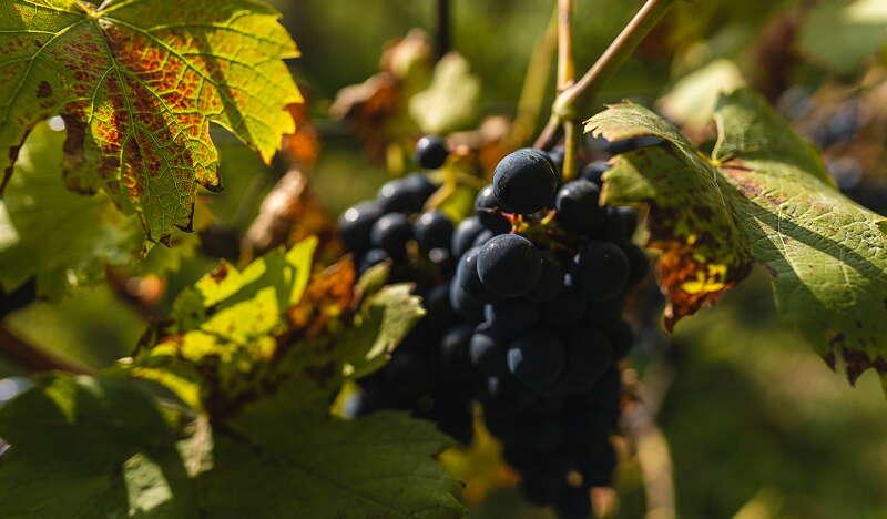 Kiść ciemnych winogron na krzewie winorośli.