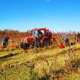 Traktor pośrodku jesiennego pola winorośli w Winnicy Novi. Obok niego pracuje kilka ciepło ubranych osób, przycinając gałęzie. W oddali widać winorośle w jesiennych kolorach.