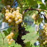 Kiście winogron na krzaczkach w winnicy Uroczysko