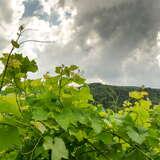 Zielone winorośle w Winnicy Grono na tle zachmurzonego nieba.