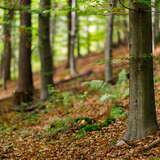 Drzewa na pochyłej ziemi w Lesie Bronaczowa. Trawa pośród drzew przykryta jest liśćmi.