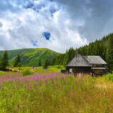 Widok na Halę Kondratową w Tatrach. Z kwitnących kwiatów wystaje Schronisko Górskie PTTK na Hali Kondratowej. W tle las iglasty regla górnego oraz szczyty górskie.